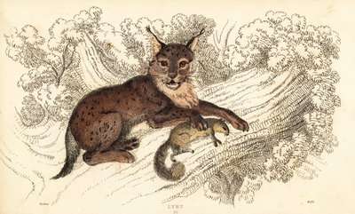 ヨーロッパオオヤマネコ、オオヤマネコ、1834 年 (彫刻) 作： William Alexander Forbes