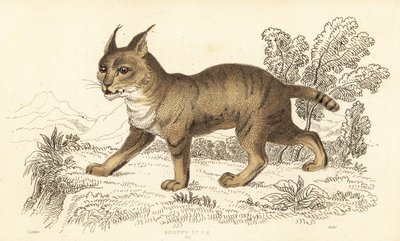 ジャングルキャット、フェリスチャウス。 1834年（彫刻） 作： William Alexander Forbes
