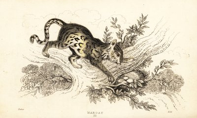 マーゲイ、Leopardus wiedii.、1834 年 (彫刻) 作： William Alexander Forbes