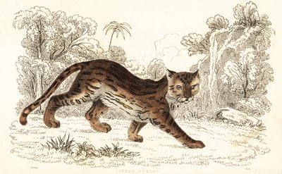 マーゲイ、Leopardus wiedii catenata。 、1834年（彫刻） 作： William Alexander Forbes