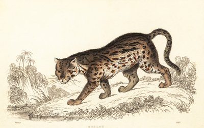 オセロット、Leopardus pardalis、1834 年 (彫刻) 作： William Alexander Forbes