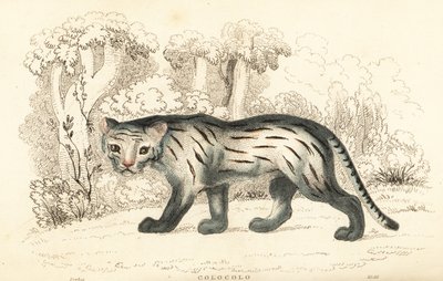 パンパス猫またはパンタナール、レオパルダス・コロコラ。 1834年（彫刻） 作： William Alexander Forbes