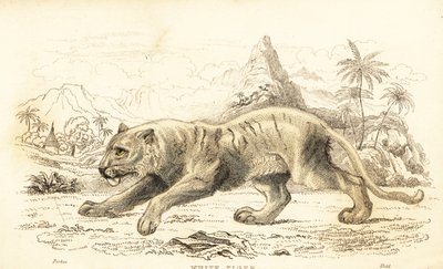 ホワイトタイガー、パンテーラ チグリス チグリス。 絶滅危惧種。 1834年（彫刻） 作： William Alexander Forbes