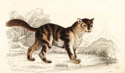 南米原産の野生の三毛猫、Felis catus。 1834年（彫刻） 作： William Alexander Forbes
