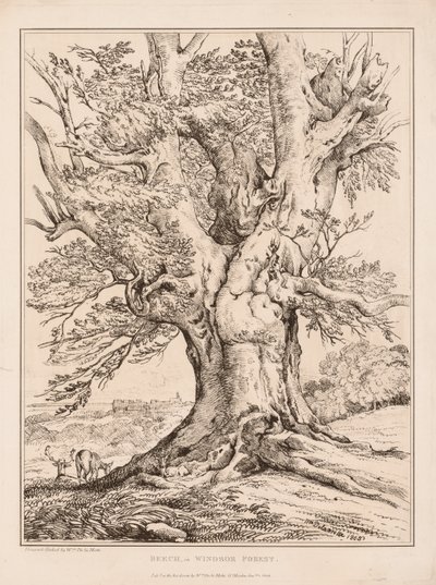 ウィンザーフォレストのブナ、1805年。 作： William Alfred Delamotte