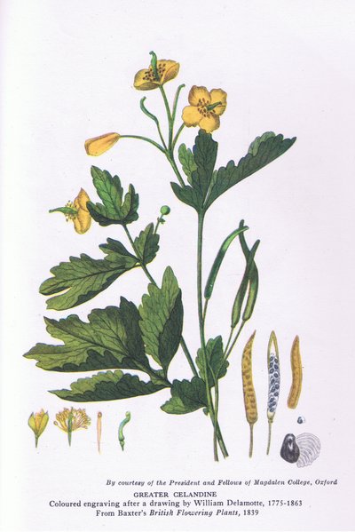 Greater Celandine, Nature in Britain 出版社：Collins 作： William Alfred Delamotte