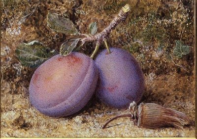 プラムとコブの実 作： William B. Hough