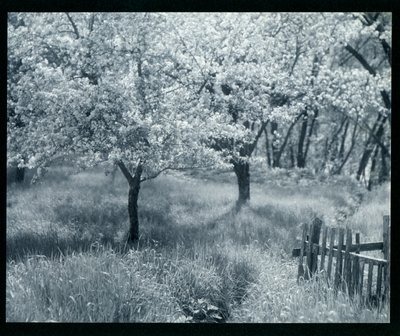 花咲くリンゴの木 作： William B. Post