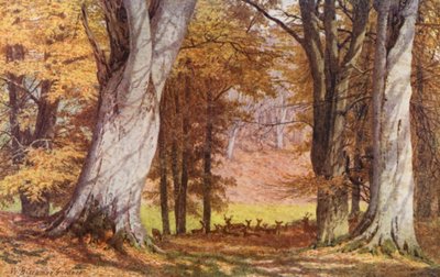 ノール公園、キング・ブナの近く（カラーリトグラフ） 作： William Biscombe Gardner