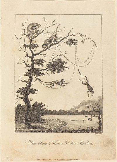 Mecoo & Kisbee Kishee Monkeys 作： William Blake after John Gabriel Stedman