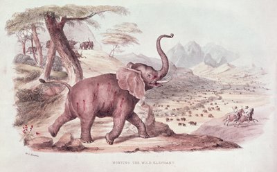 野生の象の狩猟、WCハリスによる1841年の「南アフリカのワイルドスポーツ」のイラスト 作： William Cornwallis Harris