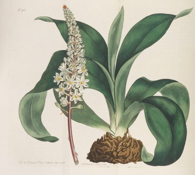 植物雑誌、1787-1833。 作： William Curtis