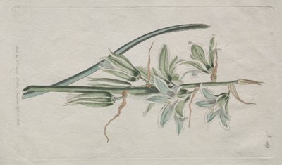 展示されている植物誌またはフラワー ガーデン: スター オブ ベツレヘム 作： William Curtis