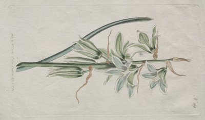 植物誌またはフラワーガーデンの展示：ベツレヘムの星、1794。 作： William Curtis