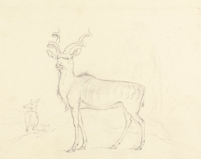 クドゥー 作： William Daniell