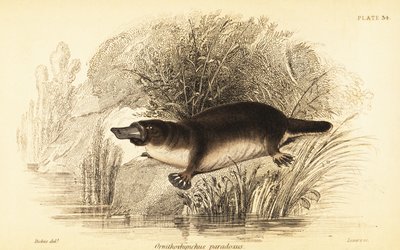 カモノハシ、Ornithorhynchus anatinus.、1841 年 (彫刻) 作： William Dickes
