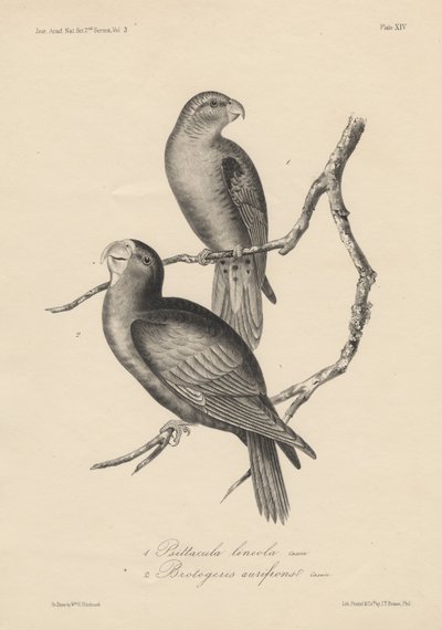1. Psittacula lineolaおよび2. Brotogeris aurifrons、JT Bowenによるlitho、1850 作： William E. Hitchcock