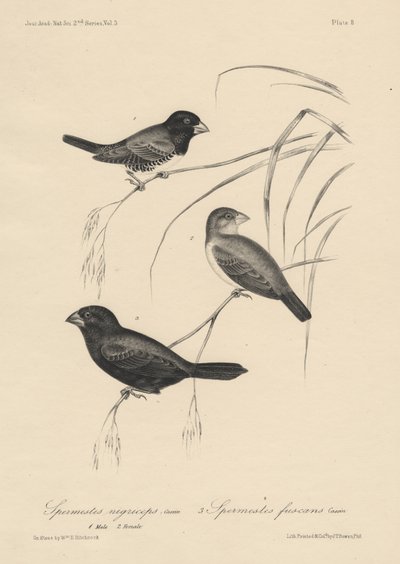 Spermestes Nigriceps（オスとメス）とSpermestes Fuscans、JT Bowenによるlitho、1850 作： William E. Hitchcock