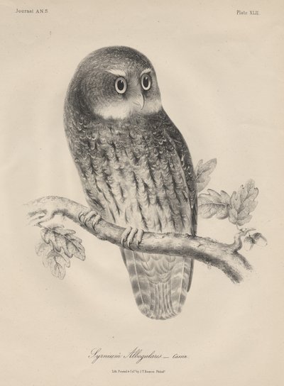 Syrnium Albogularis、JT Bowen、1850年のリソ 作： William E. Hitchcock