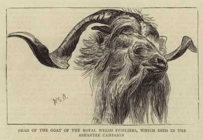 アシャンティー作戦で亡くなったウェールズ王室の山羊飼いの山羊の頭 作： William Edward Atkins