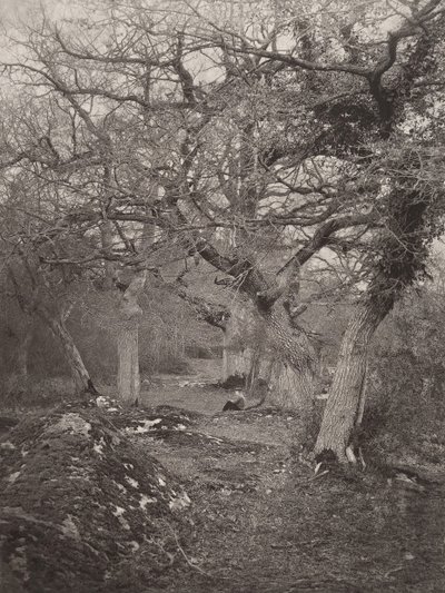 フォンテーヌブローの森、1870年代。 作： William Harrison