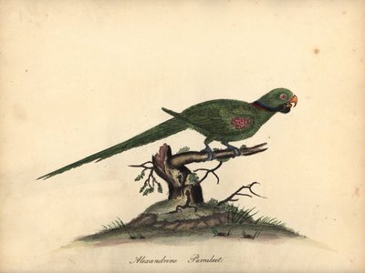 アレキサンドリン インコ、Psittacula eupatria。 (Psittacus alexandri) オスタリー公園の動物園の珍しい鳥と好奇心旺盛な鳥の肖像画のウィリアム・ヘイズによる手彩色の銅版画彫刻。 作： William Hayes