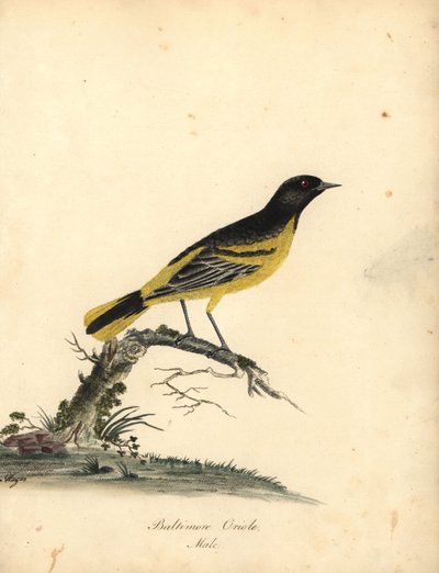 ボルチモア オリオール、Icterus galbula。 (ボルチモア オリオール、オリオルス ボルチモア) ロンドンのオスタリー パークの動物園からのウィリアム ヘイズの肖像画の珍しい鳥と好奇心旺盛な鳥のマチルダ ヘイズによるイラストの手彩色の銅版彫刻: ブルマー 作： William Hayes