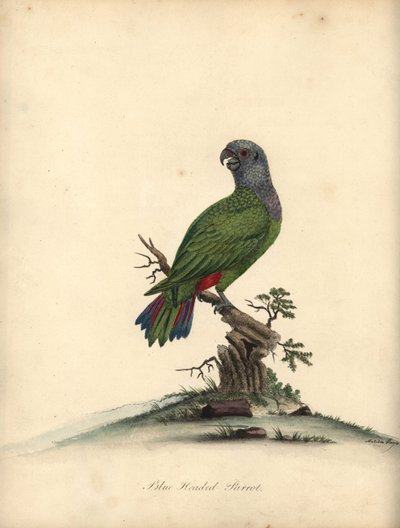 青い頭のオウム、Pionus menstruus。 (Psittacus menstruus) ウィリアム・ヘイズの「オスタリー公園の動物園からの珍しい鳥と好奇心旺盛な鳥の肖像」のマチルダ・ヘイズによるイラストの手彩色の銅版画。 作： William Hayes