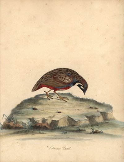 青い胸のウズラ、Coturnix chinensis。 (中国のウズラ、Tetrao chinensis)ロンドンのオスタリー公園の動物園からの希少で好奇心旺盛な鳥の肖像画からのウィリアム・ヘイズによるイラストの手彩色の銅版彫刻: Bulmer 作： William Hayes