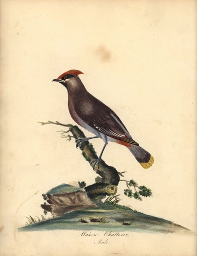 ボヘミアン ワックスウィング、Bombycilla garrulus。 (Waxen chatterer, Ampelis garrulus) A (Ann) Hayes による手彩色の銅版画の彫刻、William Hayes の Portraits of Rare and Curious Birds from the Menagery of Osterly Park, London: Bulmer 作： William Hayes
