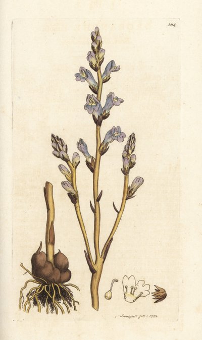 分岐ほうき、Orobanche ramosa。 James Smith