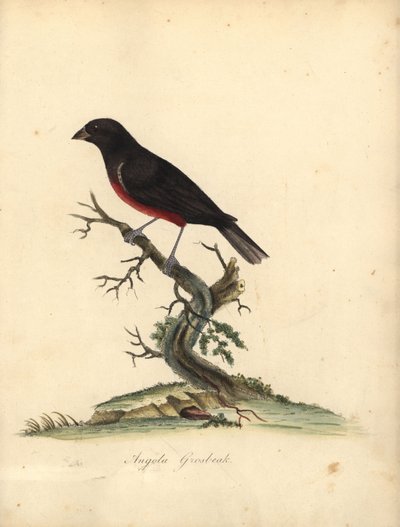 栗腹種子フィンチ、Oryzoborus angolensis。 (Angola grosbeak、Loxia angolensis) ロンドンのオスタリー公園の動物園からの希少で好奇心旺盛な鳥の肖像画からのウィリアム・ヘイズによるイラストの手彩色の銅版彫刻: Bulmer 作： William Hayes