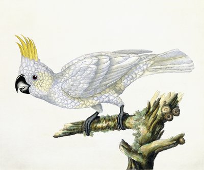 コカトゥー、1779 作： William Hayes