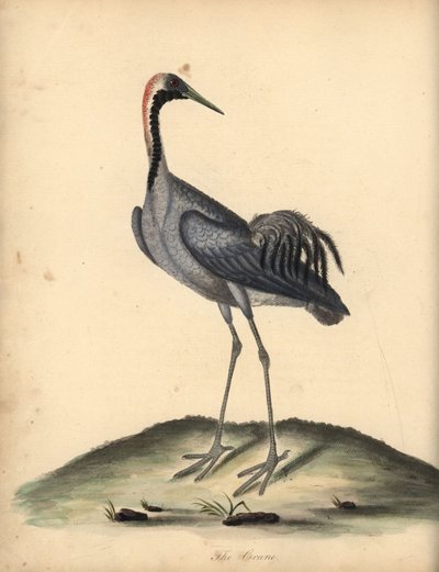 ツル、タンチョウ。 (Ardea grus) オスタリー公園の動物園の珍しい鳥と好奇心旺盛な鳥の肖像からのウィリアム・ヘイズによるイラストの手彩色の銅版画の彫刻。 作： William Hayes