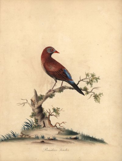 一般的な擲弾兵、Uraeginthus granatinus、アフリカ原産。 (ブラジルのフィンチ、Fringilla granatina)ロンドンのオスタリー公園の動物園からの希少で好奇心旺盛な鳥の肖像画からのウィリアム・ヘイズによるイラストの手彩色の銅版彫刻: Bu 作： William Hayes