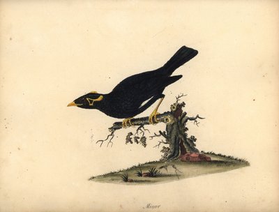 ハッカハッカ、Gracula religiosa。 (Minor grakle) Osterly Park の Menagery からの Rare and Curious Birds の肖像 (ロンドン: Bulmer) の William Hayes による手彩色銅版画 作： William Hayes
