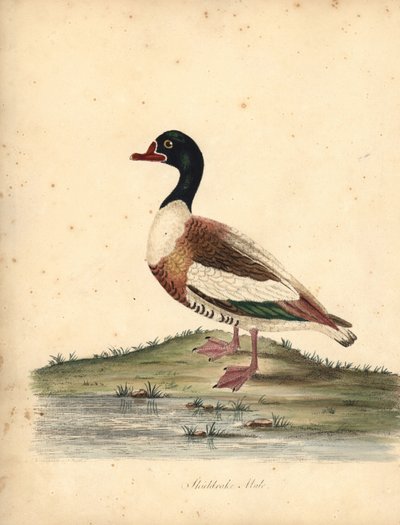 一般的なシェルダック、タドルナ・タドルナ。 (Shieldrake、Anas tadorna。) Osterly Park の Menagery からの Rare and Curious Birds の Portraits からの William Hayes による手彩色の銅版画の彫刻 (ロンドン: Bulmer 作： William Hayes