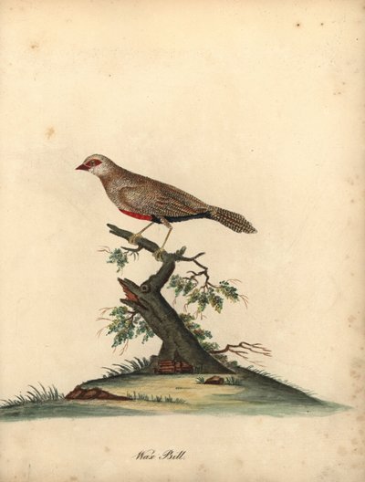 一般的なワックスビル、Estrilda astrild。 (Loxia asstreld) オスタリー公園の動物園の珍しい鳥と好奇心旺盛な鳥の肖像画のウィリアム・ヘイズによる手彩色の銅版画彫刻。 作： William Hayes