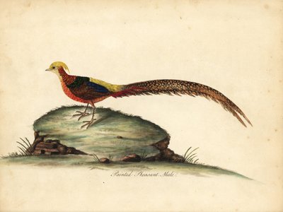 金色または中国のキジ、Chrysolophus pictus、男性。 (塗装されたキジ、Phasianus pictus)ロンドンのオスタリー公園の動物園からの希少で好奇心旺盛な鳥の肖像画からのウィリアム・ヘイズによるイラストの手彩色の銅版彫刻: Bulmer 作： William Hayes