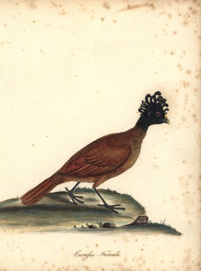 オオキュラソウ、Crax rubra、メス。 (Curasso, Crax rubra) 脆弱。 M (Matilda) Hayes によるイラストの手彩色の銅版画、William Hayes の Portraits of Rare and Curious Birds from the Menagery of Osterly Park、ロンドン: Bulmer 作： William Hayes