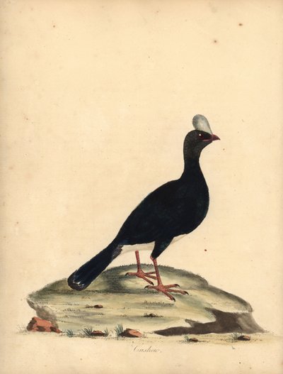 角のあるカラソー、Pauxi unicornis。 絶滅危惧種。 （Cushew、Crax paauxi）。 オスタリー公園の動物園からの珍しい鳥と好奇心旺盛な鳥の肖像 (ロンドン: ブルマー 作： William Hayes
