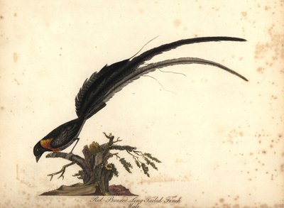ロングテール パラダイス ウィダ、Vidua paradisaea、オス。 (レッドブレスト オナガフィンチ、Emberiza paradisaea) Lo、Osterly Park の Menagery からの Rare and Curious Birds の肖像画の William Hayes による手彩色の銅版画の彫刻 作： William Hayes