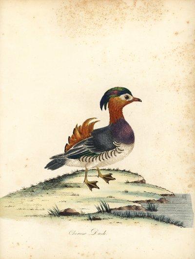 オシドリ、Aix galericulata。 (中国のアヒル、Anas galericulata)ロンドンのオスタリー公園の動物園からの珍しい鳥と好奇心旺盛な鳥の肖像からのウィリアム・ヘイズによるイラストの手彩色の銅版彫刻: Bulmer 作： William Hayes