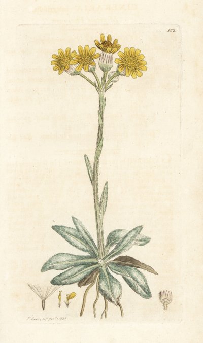 山のノミ、Tephroseris integrifolia (Cineraria integrifolia)。 James Smith