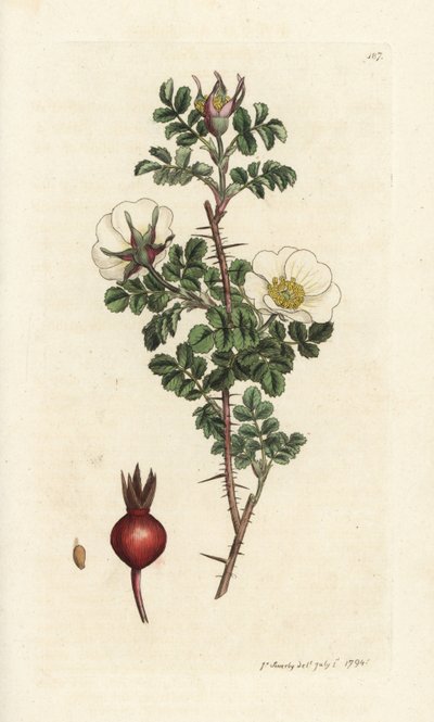 ピンク バーネット、Rosa spinosissima。 James Smith