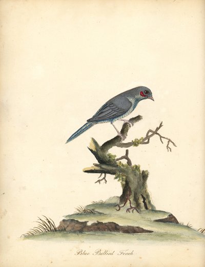 赤ほおコルドンブルー、Uraeginthus bengalus。 (Blue-bellied finch, Fringilla benghalus.) オスタリー公園の動物園の珍しい鳥と好奇心旺盛な鳥の肖像 (ロンドン: Bulmer 作： William Hayes