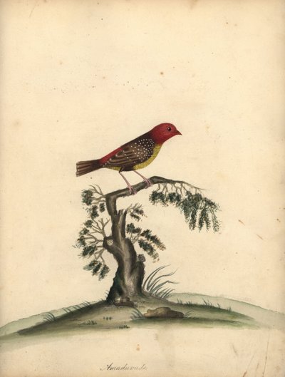 赤アバダヴァト、アマンダヴァ・アマンダヴァ。 (Amaduvade, Fringilla amandava) オスタリー公園の動物園の珍しい鳥と好奇心旺盛な鳥の肖像画のウィリアム・ヘイズによる手彩色の銅版画。 作： William Hayes
