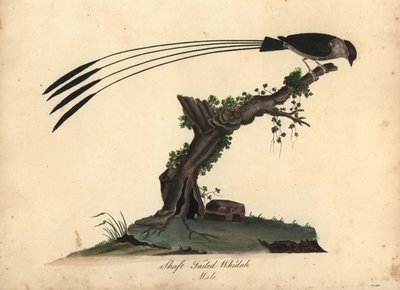 シャフト尾のホワイダ、ビドゥア・レギア。 (Shaft-tailed whidah, Emberiza regia) ウィリアム・ヘイズと彼の娘 M (マチルダ) による手彩色の銅版画の彫刻、ロンドンのオスタリー公園の動物園からの珍しい鳥と好奇心旺盛な鳥の肖像から: 作： William Hayes