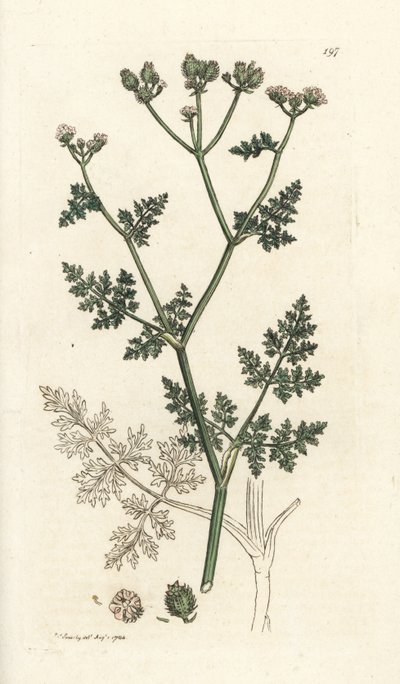 白いレースの花、Orlaya grandiflora (小さな caucalis またはバサード パセリ、Caucalis daucoides)。 James Smith