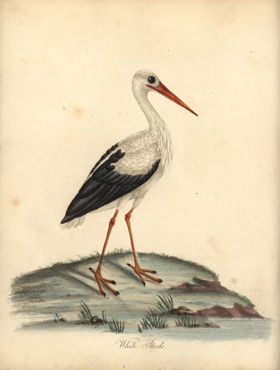コウノトリ、コウノトリ。 (Ardea ciconia) ウィリアム・ヘイズとマチルダ・ヘイズによるイラストの手彩色の銅版画、ロンドンのオスタリー公園の動物園からのウィリアム・ヘイズの「珍しい鳥と好奇心旺盛な鳥の肖像」から: Bulmer 作： William Hayes